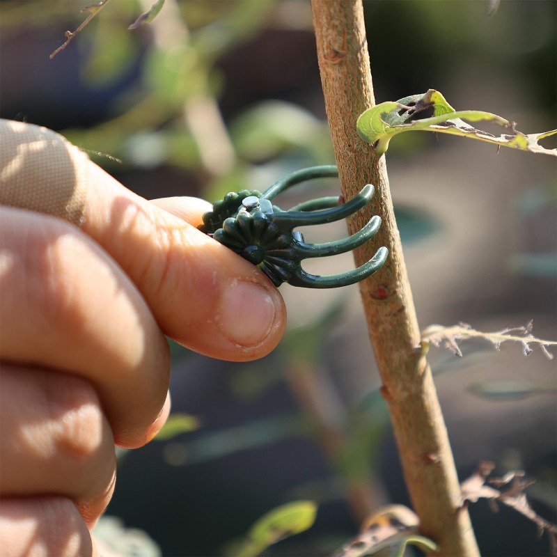 Wholesale Mini Plant Support C - Vine Climbing Plastic incelemesi ve fiyatı