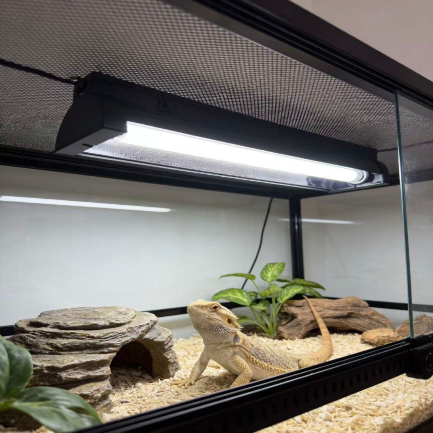 T5 UVB Reptile Light Fixture K - Calcium Powder Reptile incelemesi ve fiyatı