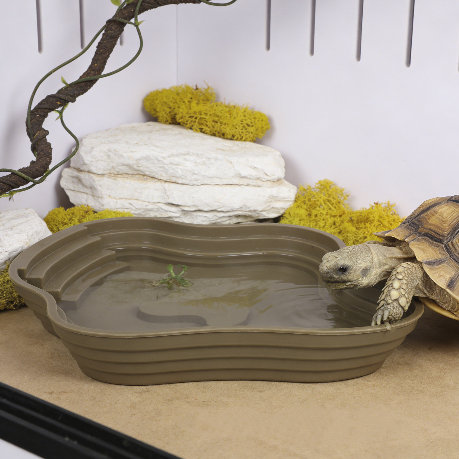 Large Turtle Reptile Bathing P - Water Dish Reptile incelemesi ve fiyatı