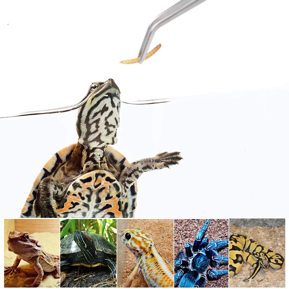Stainless Steel Reptile Feedin - Feeding Tong Stainless incelemesi ve fiyatı
