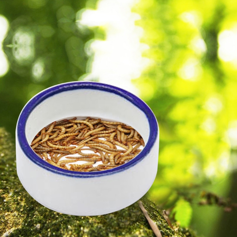 Reptile Bowl Spider Water Dish - Water Dish Reptile incelemesi ve fiyatı